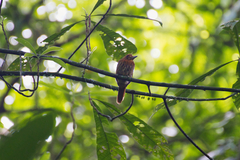 Malacoptila panamensis