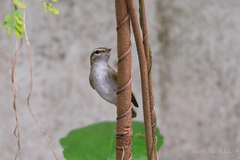 Phylloscopus borealoides