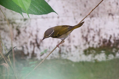 Phylloscopus borealoides