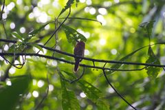 Malacoptila panamensis