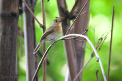 Cyornis glaucicomans