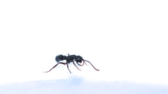 Leptogenys maxillosa