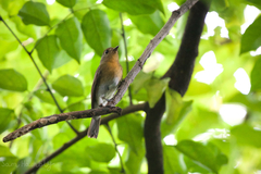 Cyornis glaucicomans