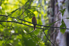 Malacoptila panamensis