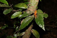 Aristolochia praevenosa
