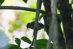 Lepidothrix velutina