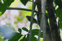 Lepidothrix velutina