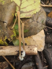 Macrotyphula fistulosa