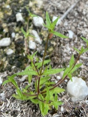 Phyllangium paradoxum