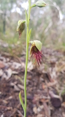 Calochilus paludosus