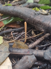 Macrotyphula fistulosa