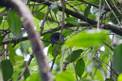 Thamnophilus bridgesi