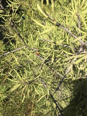 Rhamnus lycioides