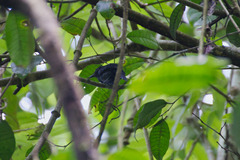 Thamnophilus bridgesi