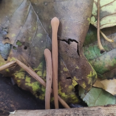 Macrotyphula fistulosa