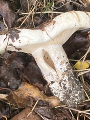 Lactarius pubescens
