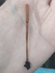 Macrotyphula fistulosa