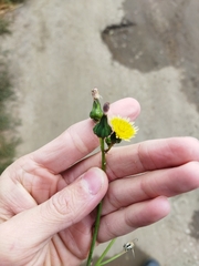 Sonchus oleraceus
