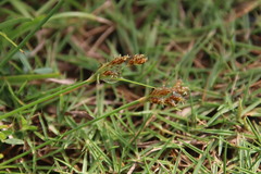Fimbristylis dichotoma
