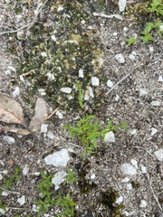 Phyllangium paradoxum