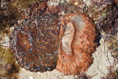 Phlyctenactis tuberculosa