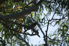 Nesoptilotis leucotis