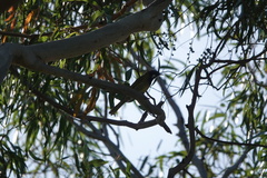 Nesoptilotis leucotis