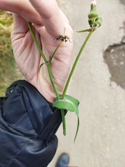 Sonchus oleraceus
