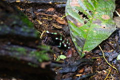 Dendrobates auratus