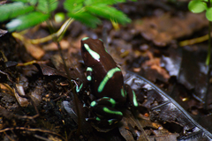 Dendrobates auratus