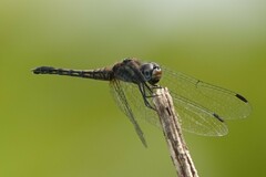 Trithemis festiva