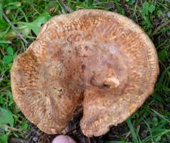 Agaricomycetes