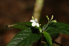 Isoglossa eranthemoides