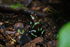 Dendrobates auratus