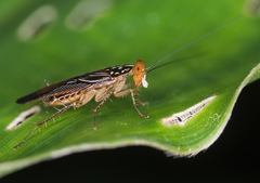 Euphyllodromia angustata