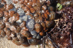 Phlyctenactis tuberculosa