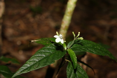 Isoglossa eranthemoides