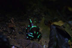 Dendrobates auratus