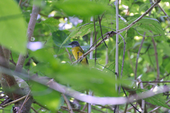 Eucometis penicillata