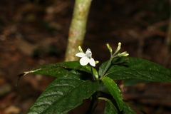Isoglossa eranthemoides