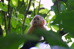 Cebus imitator