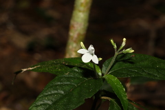 Isoglossa eranthemoides