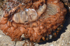 Phlyctenactis tuberculosa
