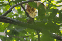 Malacoptila panamensis