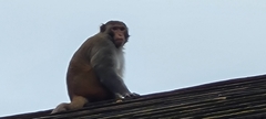 Macaca mulatta