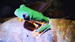 Callimedusa tomopterna