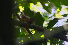 Malacoptila panamensis