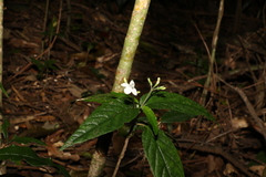 Isoglossa eranthemoides