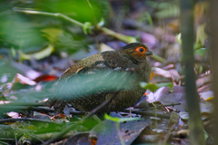 Odontophorus gujanensis