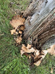 Cerioporus squamosus